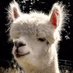 Hiroshi Hayakawa (@hhiroshell) Twitter profile photo Hiroshi Hayakawa (@hhiroshell) Twitter profile photo