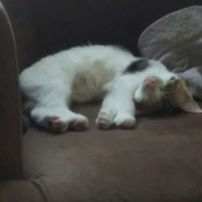 tuemkan's profile picture. 