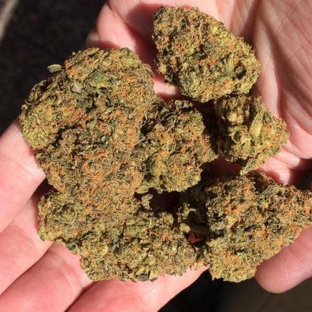 We supply Quality marijuana and Cannabis strains . We have a variety of Weed Strains, Cannabis, Oil, THC, Hash and Hemp, Text +15169003077