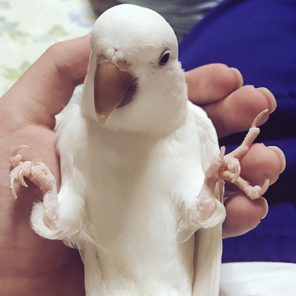 zakurono_mi's profile picture. 様々な鳥さんたちと暮らしてます！