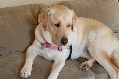 robert_sanita's profile picture. Sharla would love to help people with assistance like mental illness of prismatic stress disorder