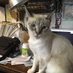 Elaine Kubiak (@kittykubiak) Twitter profile photo Elaine Kubiak (@kittykubiak) Twitter profile photo