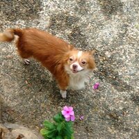 Nelson Field (@nelsonfield) 's Twitter Profile