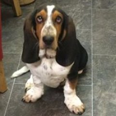 I'm Boris, a Basset Hound with great integrity and amazing looks. That means I'm a decent enough fellow and damned handsome to boot.