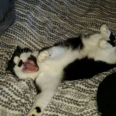 American_mamma's profile picture. #stopwastingourtaxdollarsGOP
#RESIST