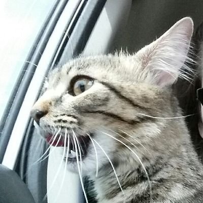 Taters_R_Us's profile picture. Gamer, Waffletizer, skateboarder, osrs, animal lover:) 
youtube me at Taters_r_us