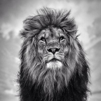 thefamousportal's profile picture. compte de merde qui sert à tout et n'importe quoi , en gros y a que de la merde dessus .