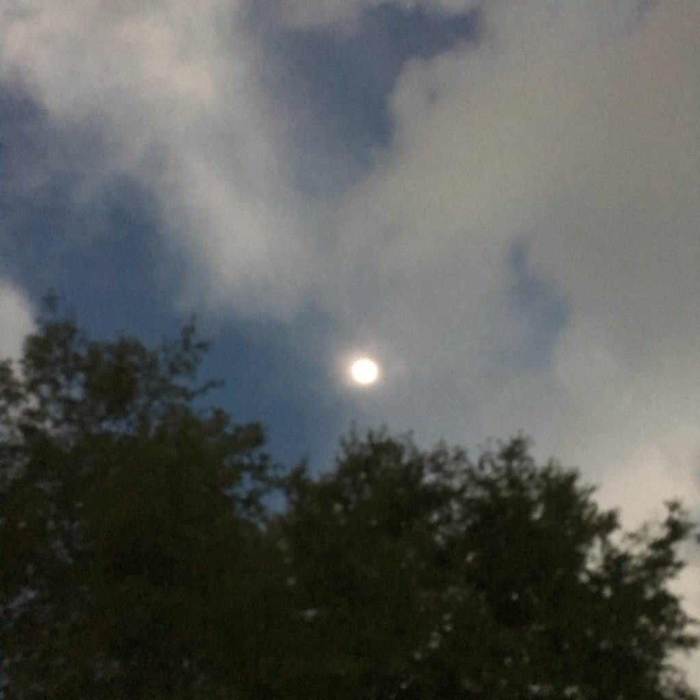 memfuz's profile picture. composer. playwright.