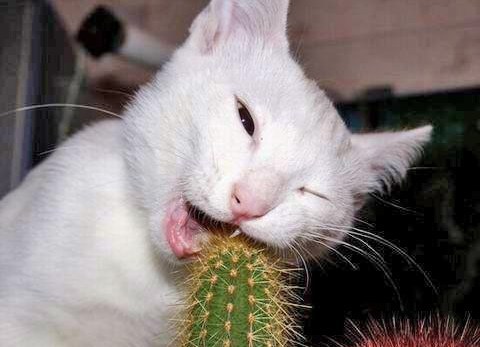 TVWebmaster's profile picture. I'm still trying to decide what I want to be when and if I grow up.