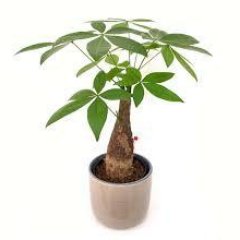 kototowann's profile picture. 