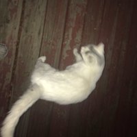 steff (@levisquad12) 's Twitter Profile