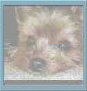 yorkie_2yan's profile picture. love:my cat Ole(NFC/25/2/2023 Birth)🐱my dog Chopper(3/8/2019🌈)my cat Tora(19/10/2018🌈),blue sky,fullmoom,going to the moon,flamenco guitar,I❤️Tokyo