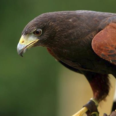 msb1930's profile picture. 