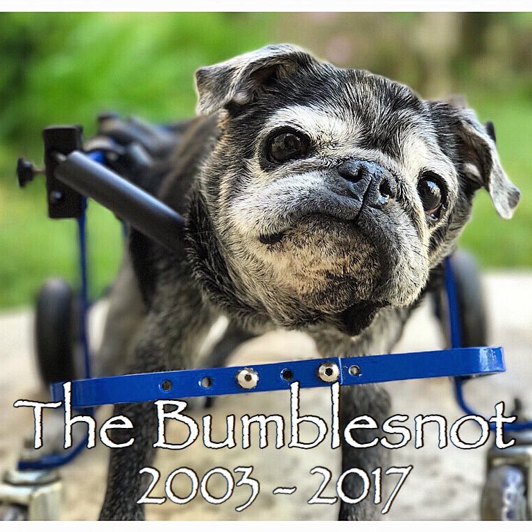 How a 14-year old rescue Pug dedicated his life to the adoption of shelter pets everywhere, especially seniors and those with special needs. #AdoptDontShop