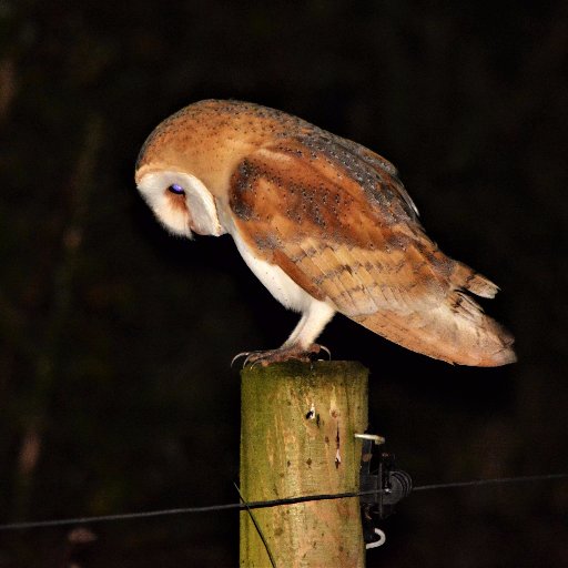 Love Fly Fishing, Irish Wildlife, Astronomy, Ham Radio and I've a soft spot for Barn owls