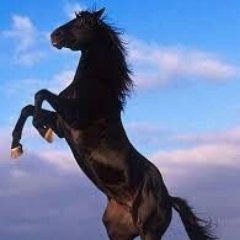 Aprendí hace mucho a no luchar con un cerdo. Tú te ensucias y al cerdo le gusta. (George Bernard Shaw)