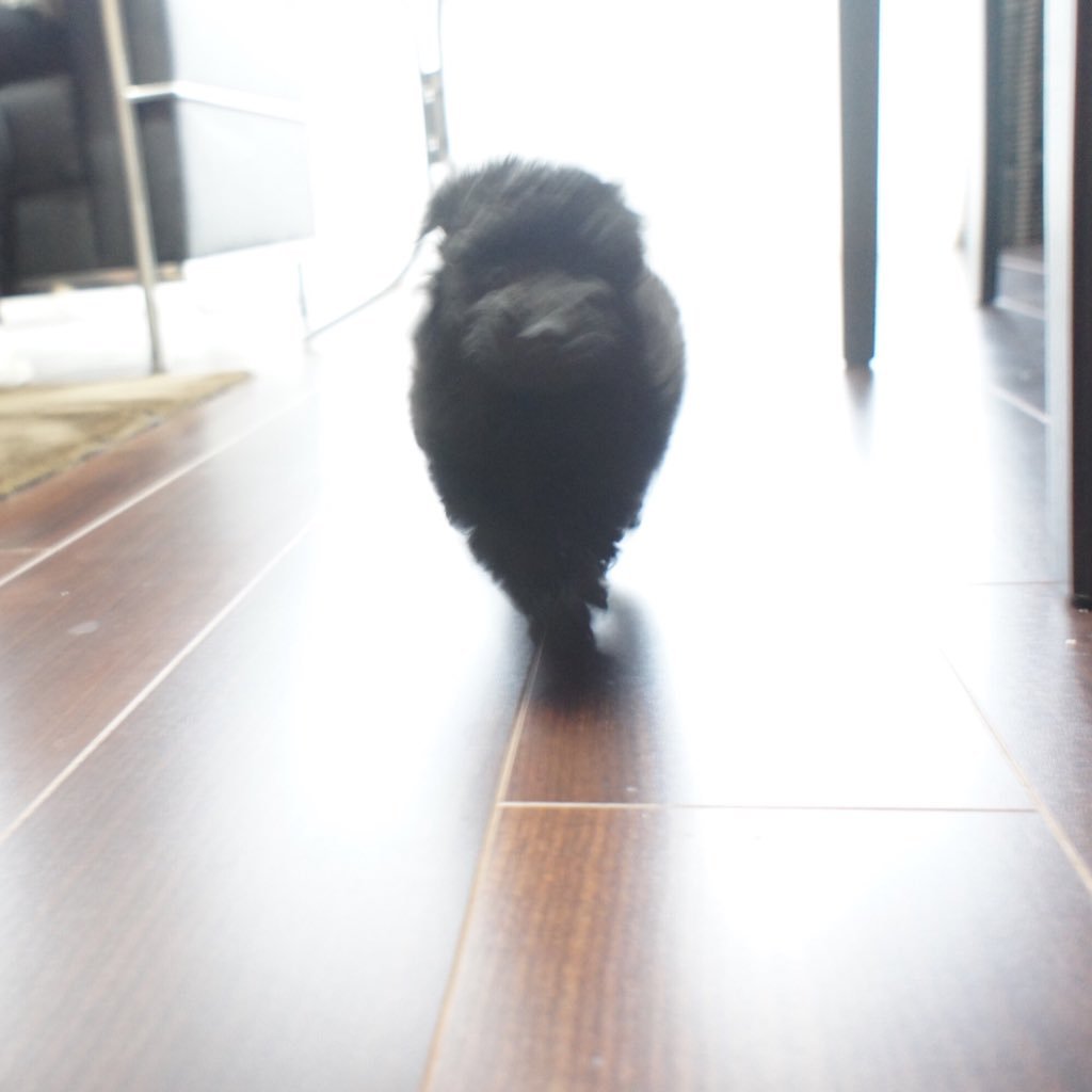 トイプードルらいちーちーさん 雨降り前に お散歩らむ 風もなびくいい女らむよ