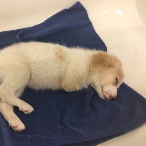 rando_tha_mando's profile picture. Help out lil balboa