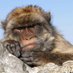 GibraltarMonkey (@gibraltarminkey) Twitter profile photo GibraltarMonkey (@gibraltarminkey) Twitter profile photo