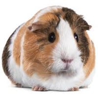 Petunia Guinea Pig (@michael71515480) 's Twitter Profile