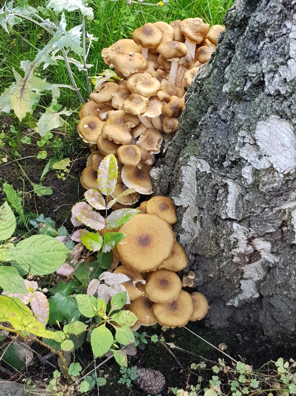 Insektenschutz, Klein- u. Kleinstbiotope, Lebensräume be-achten, wahren, schaffen.