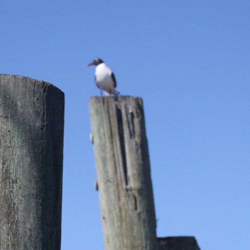 moronsramongus's profile picture. Tired of the morons!