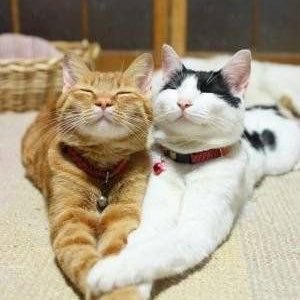 shmi665's profile picture. Down to earth Aussie , loves music, archaeology, family history , animals and cooking .