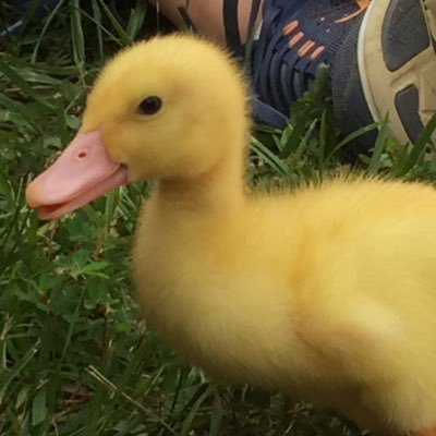 fmes_6th_stars's profile picture. 