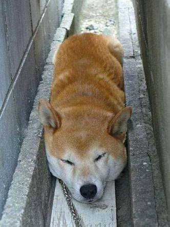 しば犬が好きすぎて辛いんです
男子大学生の日常に戻りたい。
柴犬🐕柔道🥋