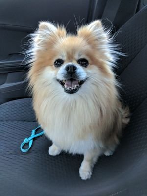 I am a therapy dog who loves to visit people to provide some comfort from stress and pain.