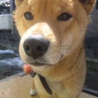 志乃 (@shinotan07) 's Twitter Profile