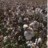 nunncottoninc's profile picture. Married to Alice. Cotton broker Brownsville, Tn. UTK 1977. Go Vols! Christian. AGR. Rotarian. 2 sons. 4 dogs. Buy/wear cotton: Polyester clothing offends me 😉