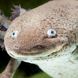 SwordSalamander's profile picture. 