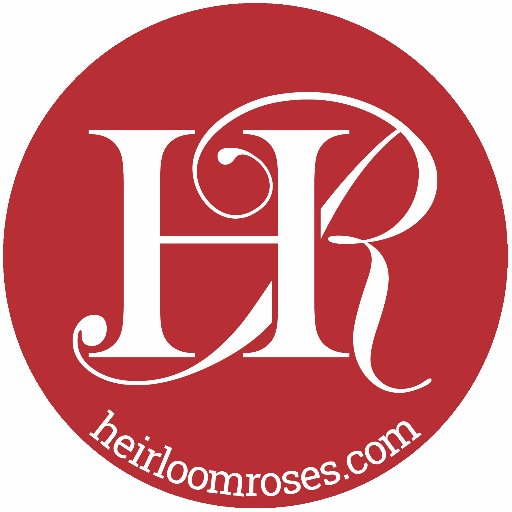 heirloomroses's profile picture. As a family-owned business, we understand the value of history and tradition. That is why we are passionate about hand cutting and propagating each rose.