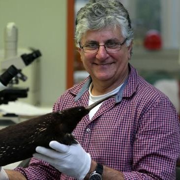 Honorary Researcher at the South Australian Museum, discovers new species and uses genetics to understand the evolution of the Australian biota