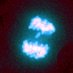 Foijer lab (@foijer_lab) Twitter profile photo Foijer lab (@foijer_lab) Twitter profile photo