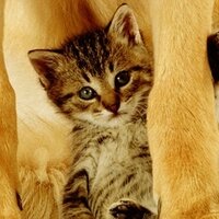 kawano ishikoro (@ishikoronya) 's Twitter Profile Photo