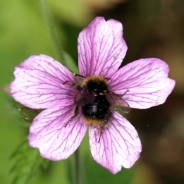 JimSamJoe's profile picture. Clueless to the end - but I'm not sure that's such a problem...?