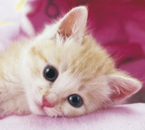 IDヒドくてゴメンナサイ。
全然取れないんだもん(｀・ω・´)
仲良くしてねヾ(≧∇≦*)ゝ フォローは大歓迎です。私もフォロー返しますね♪