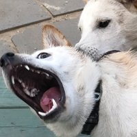 벚 (@vishnyovyi_sad) 's Twitter Profile Photo