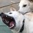 vishnyovyi_sad's profile image