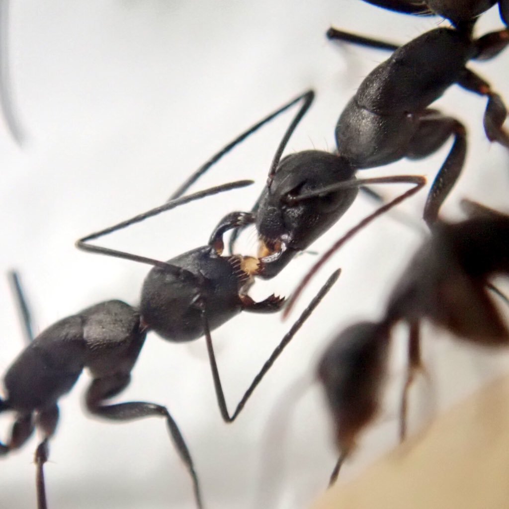 Formica フォルミーカ アリ 生き物 Twitterren イベント 東京レプタイルズワールド18冬 Ant Room さんにて ミツツボアリの展示がありました サイズは知っていましたが 実際に見てみると想像よりも小さく感じました 巣の中の様子は神秘的でしたね 東京
