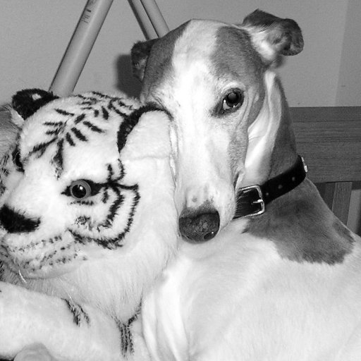 MacMactigerrr's profile picture. This is MY tiger. ❤️