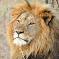 Bush Baby Safaris - Kenya (@bushbabytrips) 's Twitter Profile