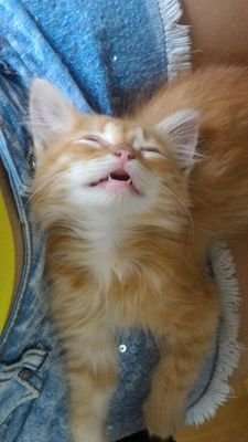 dexterkillercat's profile picture. Um serial killer que sabe ronronar.