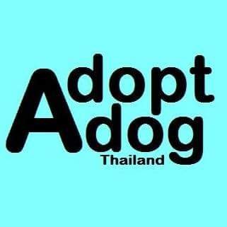 Home finder for dogs and cats in Thailand. Contact us line@ : @adoptadog.th