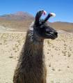 Llama whisperer and UW Husky alum & fan. Liv'n and Lov'n in the Heart of Dixie.