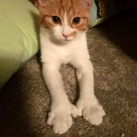 The Ghost of Paddles (@firstcatofnz) 's Twitter Profile