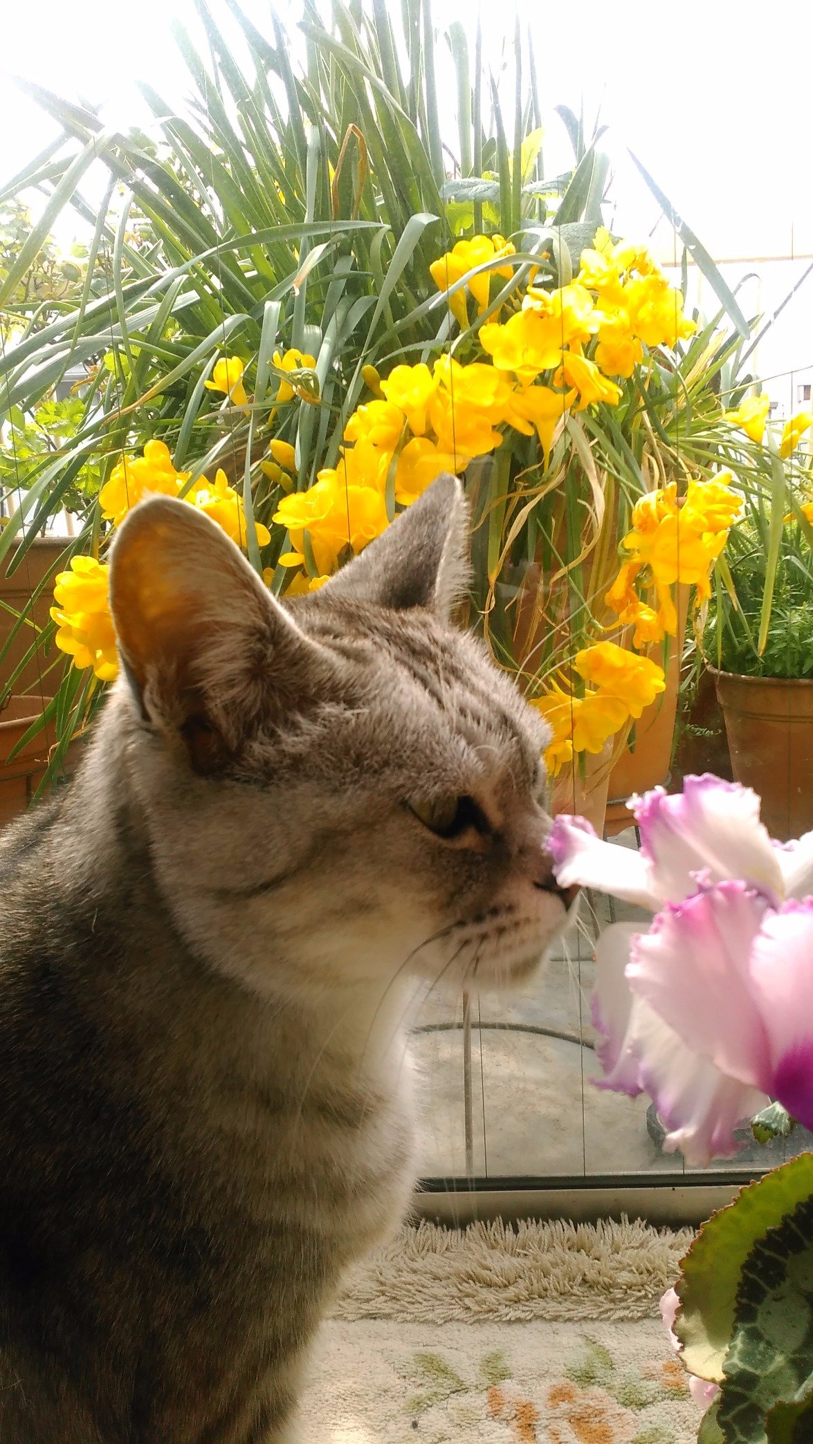 #地域猫 にご飯のデリバリー中
　わんちゃんねこちゃんふぁーすと😽　
#ガーデニング🍀　#花🥀
#動物愛護管理法 更なる改正望む

迷いわんにゃん拡散アカウント　
@ydfmIr79Z6Gdwrx

無言フォロー申し訳ありませんm(__)m
リツイート、フォローありがとうございます(*^_^*)※。.:*:・'°