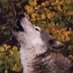 Hourly Wolves (@hourlywolvesbot) Twitter profile photo